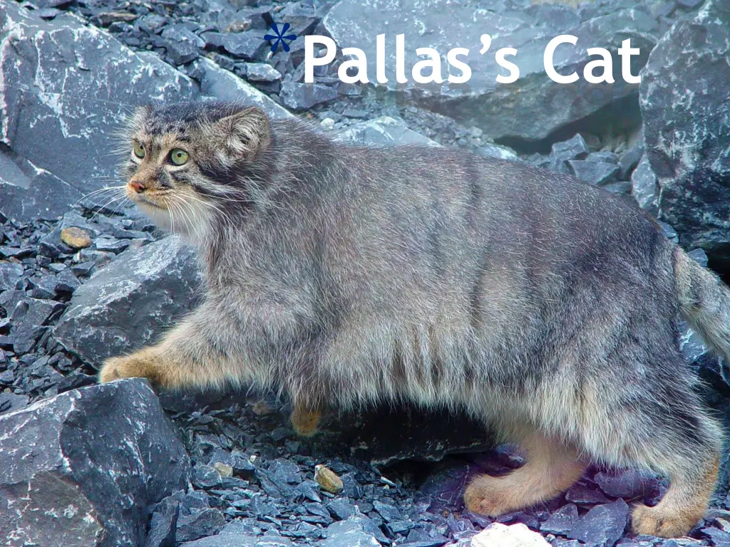 pallas s cat