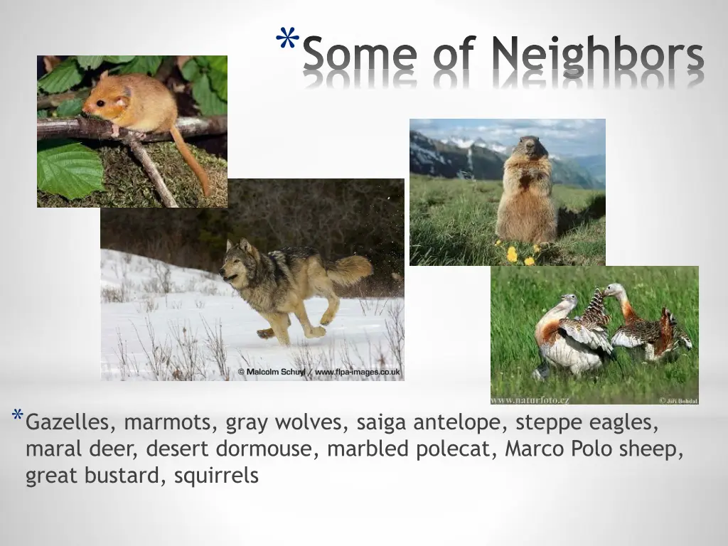 some of neighbors