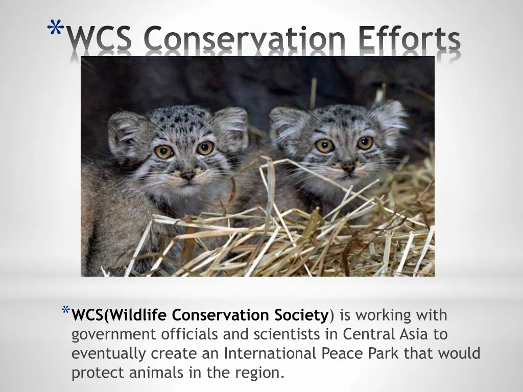 wcs conservation efforts