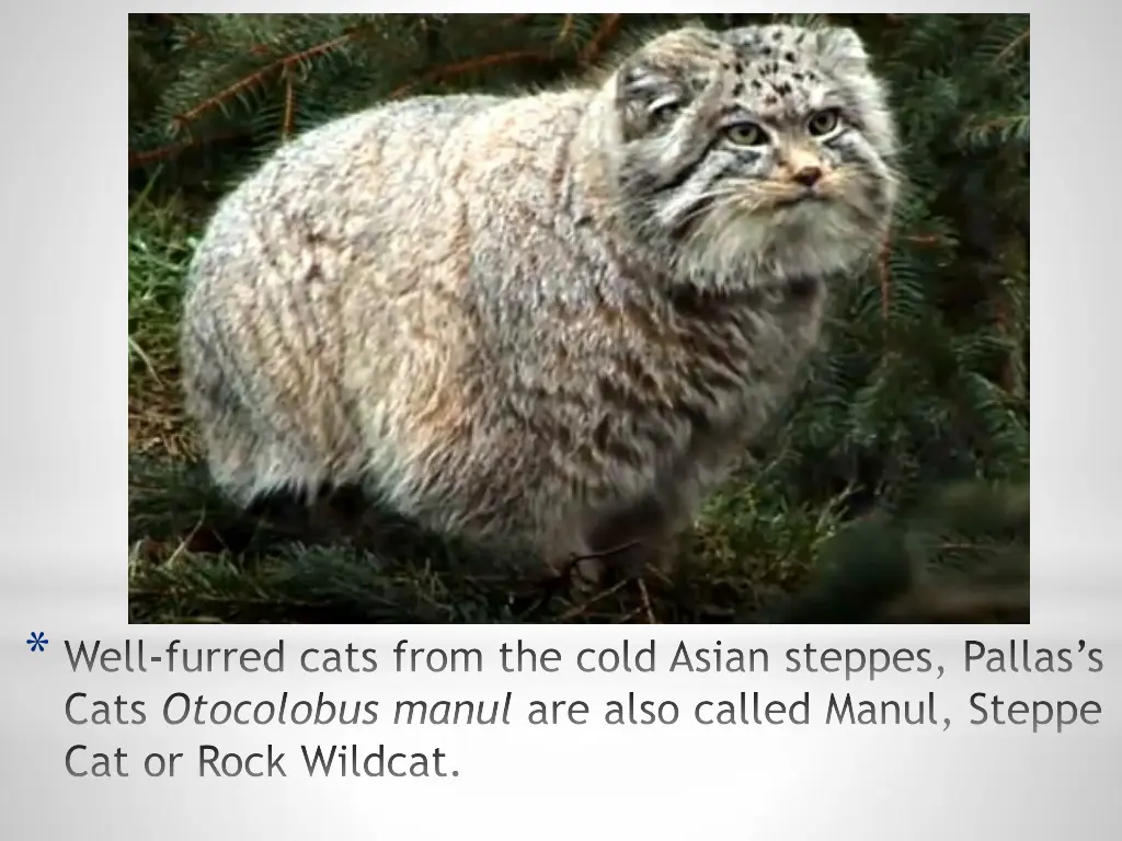 well furred cats from the cold asian steppes