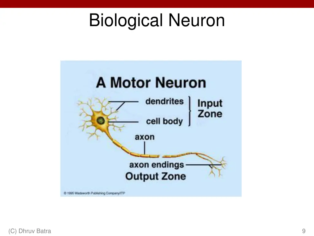 biological neuron