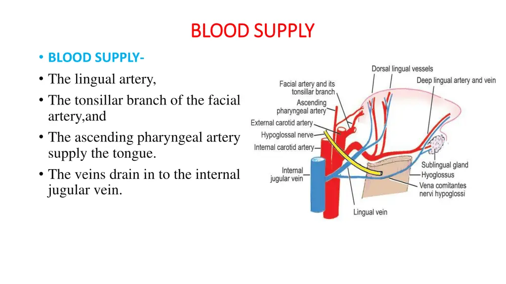 blood supply blood supply