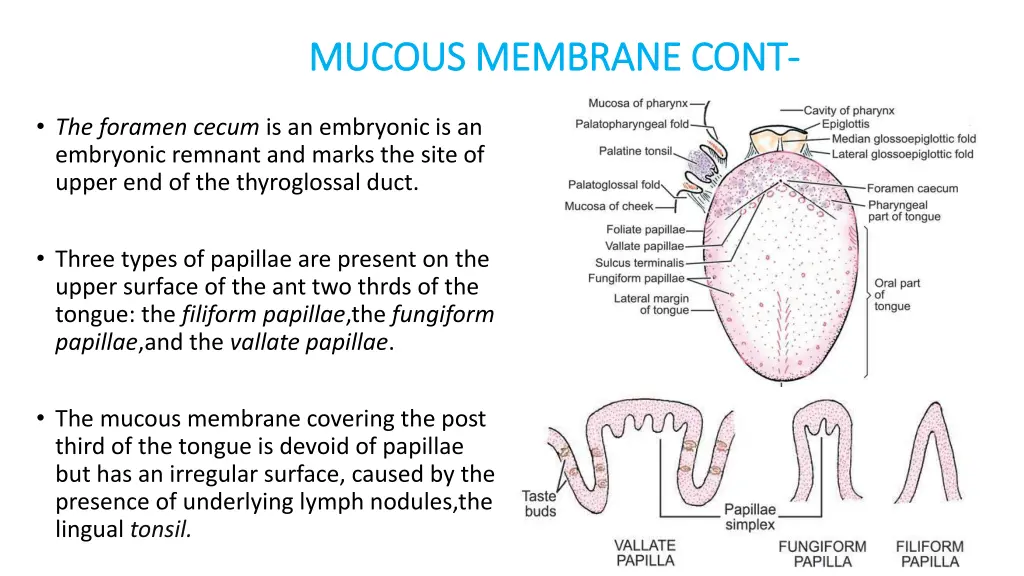 mucous membrane cont mucous membrane cont