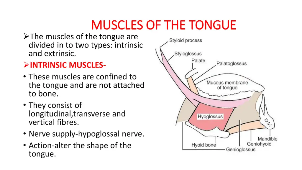 muscles of the tongue muscles of the tongue