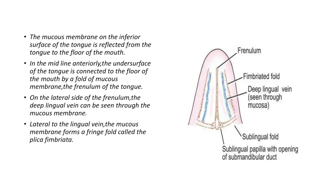 the mucous membrane on the inferior surface