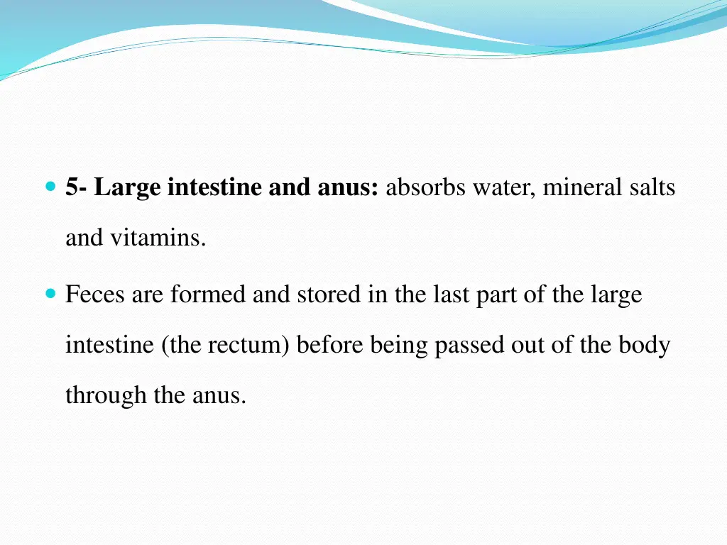 5 large intestine and anus absorbs water mineral