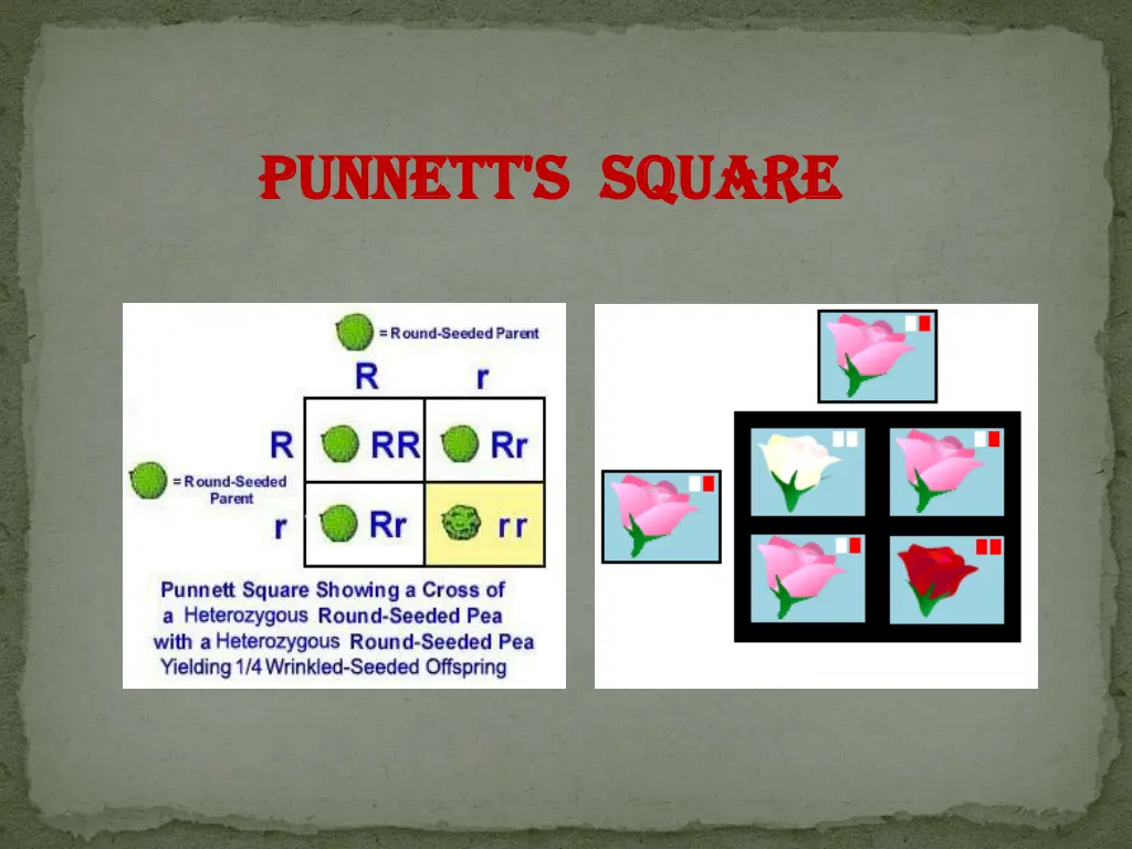 punnett s punnett s square