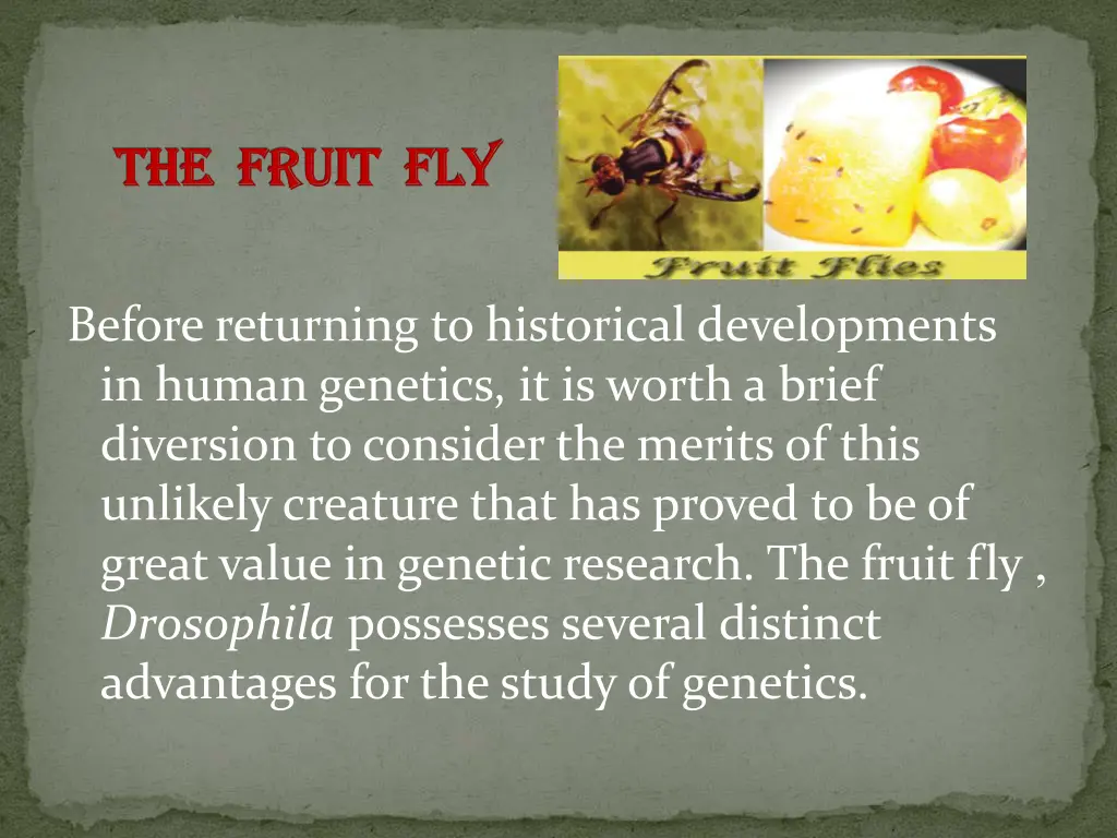 the fruit fly the fruit fly