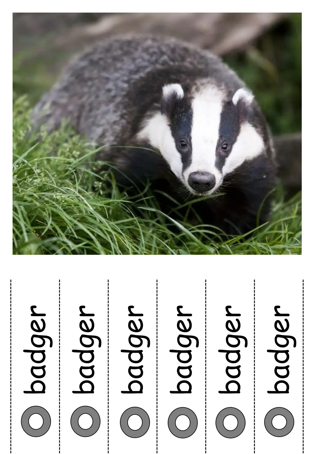 badger