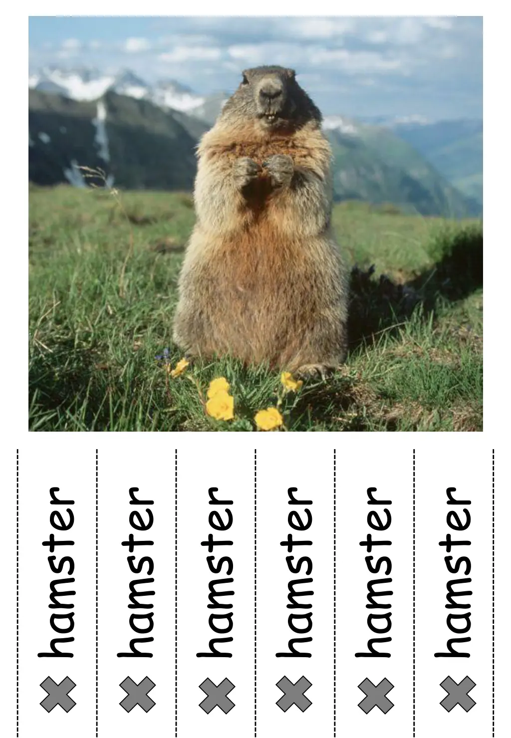 hamster