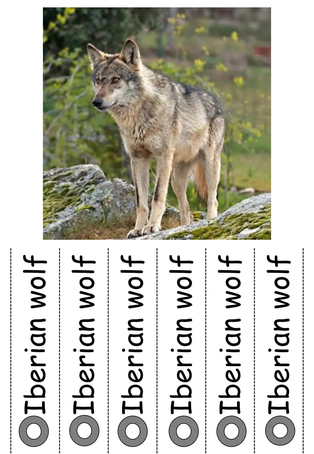 iberian wolf