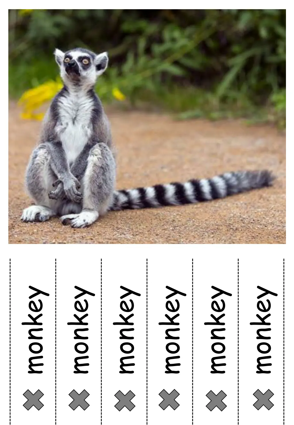 monkey