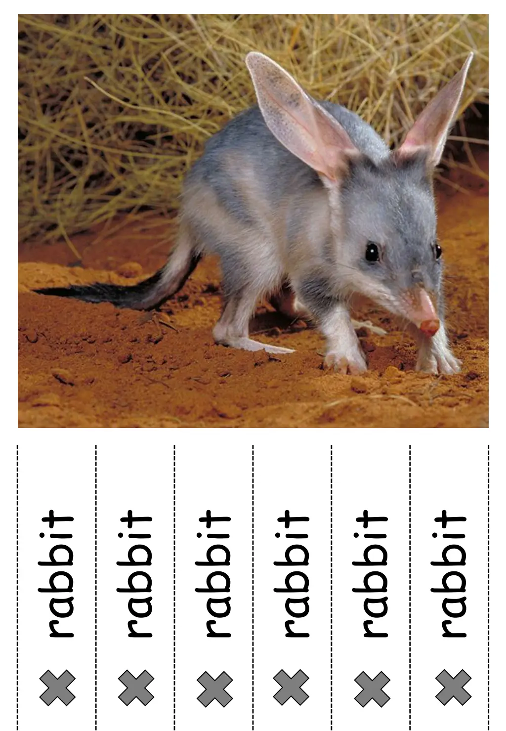 rabbit