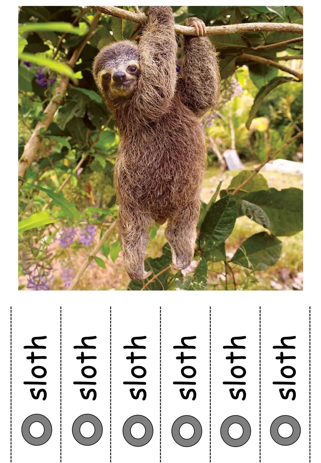 sloth