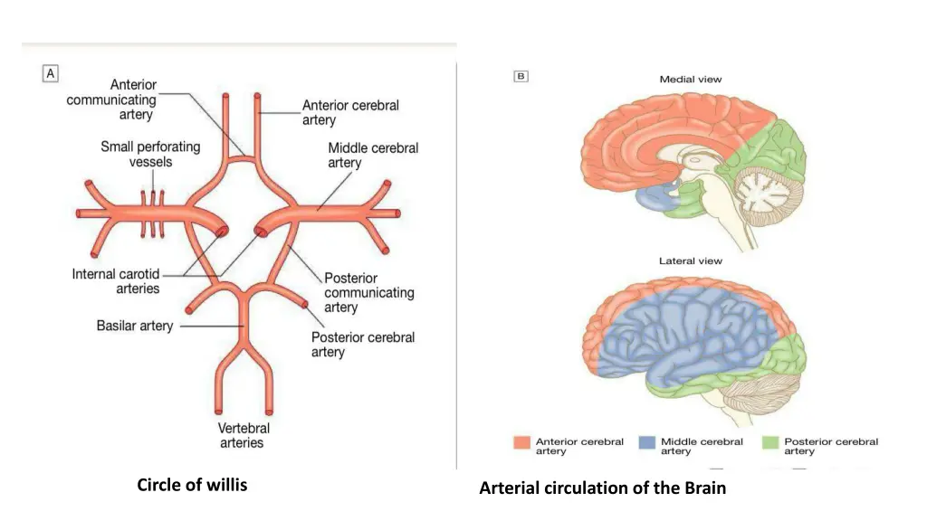 circle of willis