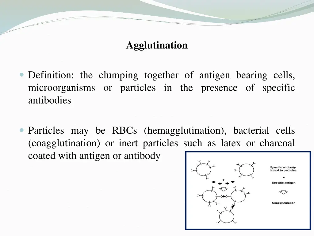 agglutination