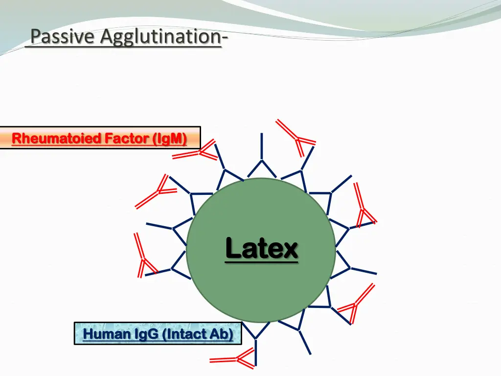 passive agglutination 1