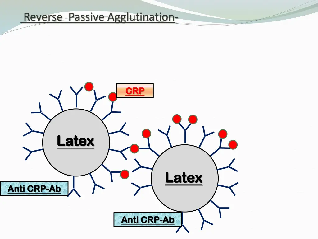 reverse passive agglutination