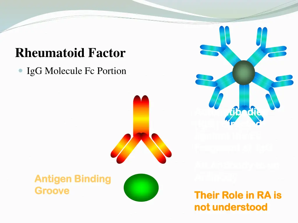 rheumatoid factor 1