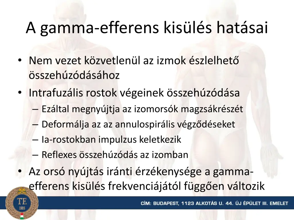 a gamma efferens kis l s hat sai