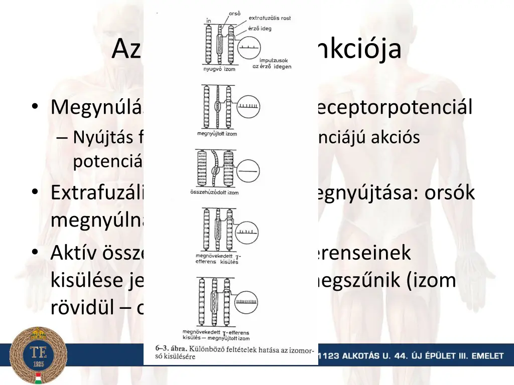 az izomors k funkci ja