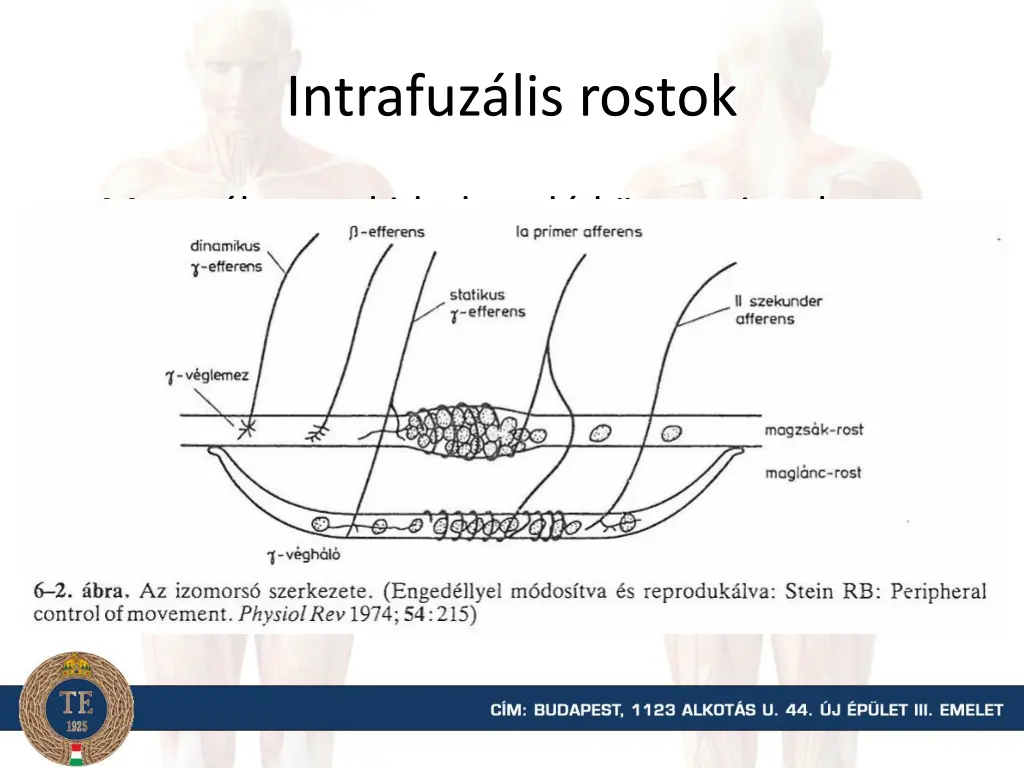 intrafuz lis rostok