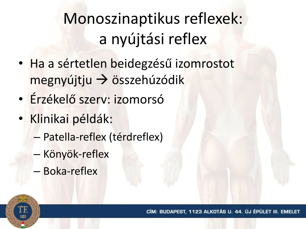 monoszinaptikus reflexek a ny jt si reflex