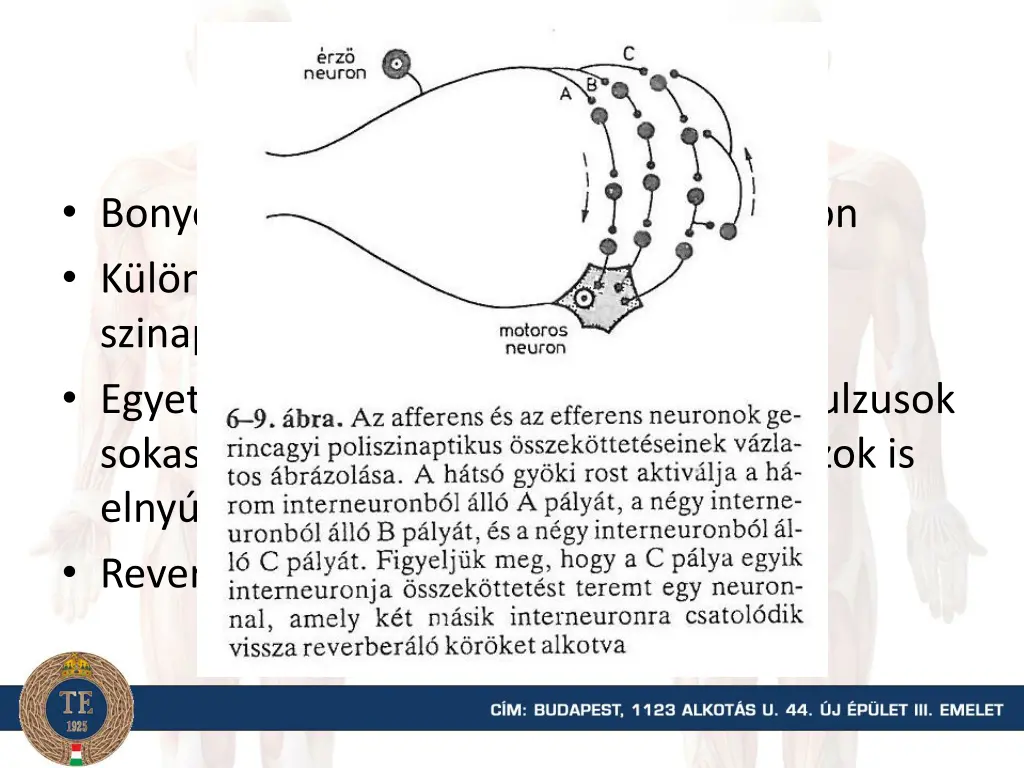 poliszinaptikus reflex flexor reflex