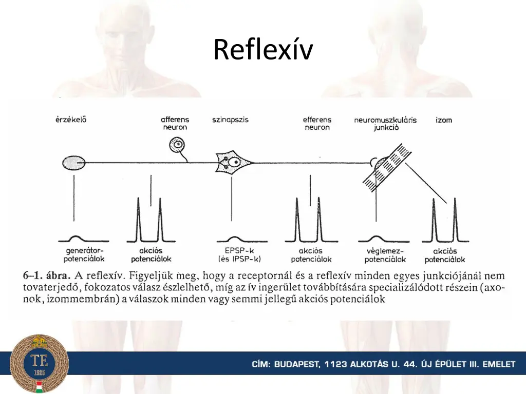 reflex v 1