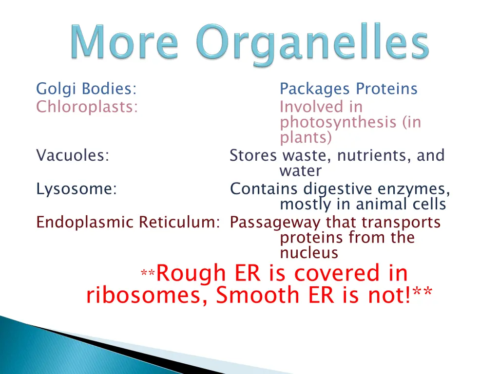 golgi bodies chloroplasts