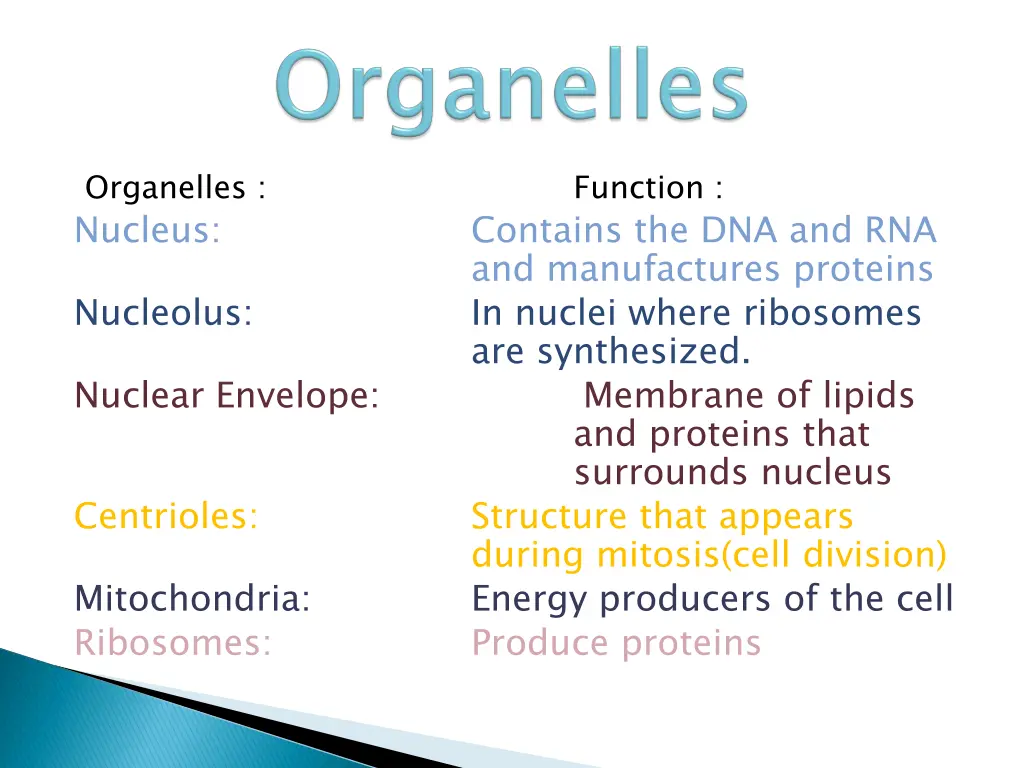 organelles nucleus