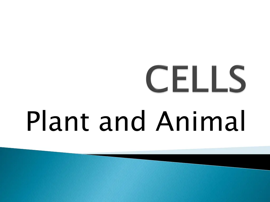 plant and animal