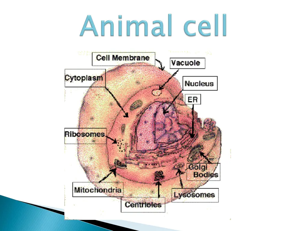slide8
