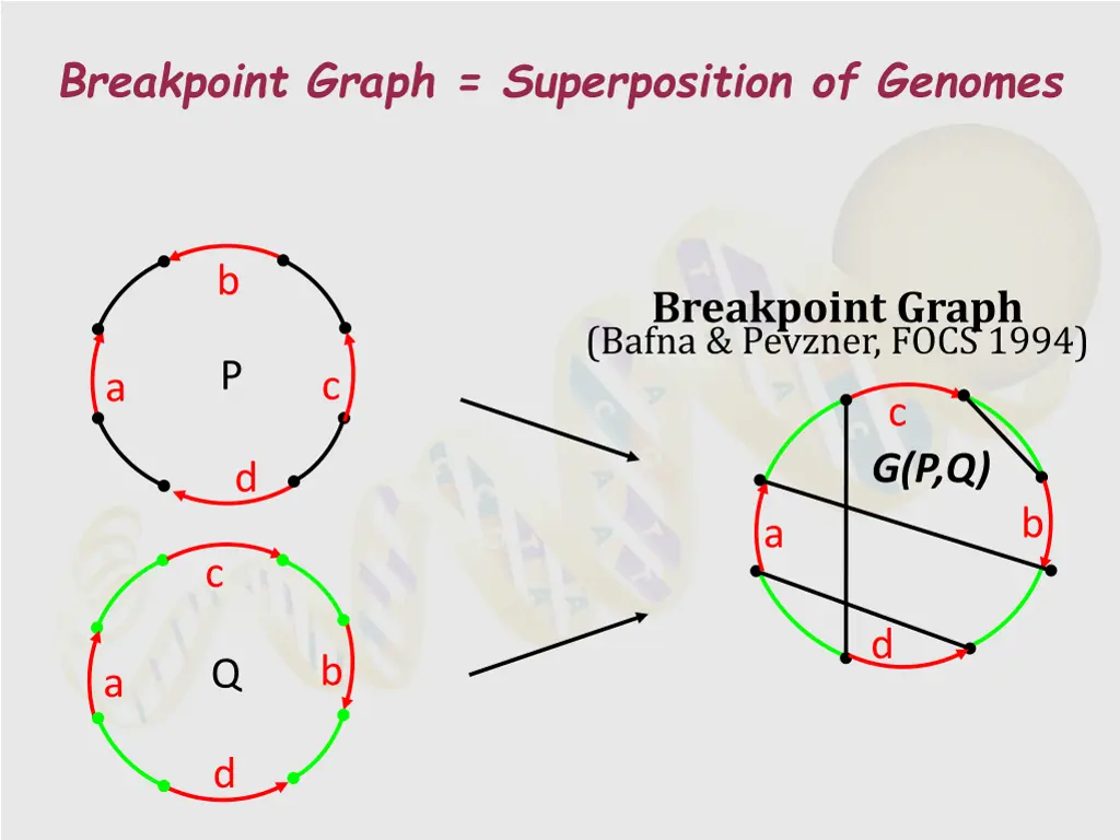 breakpoint graph superposition of genomes
