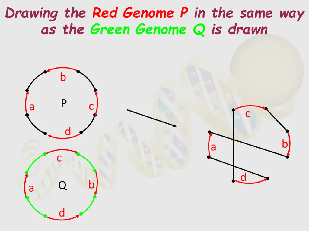 drawing the red genome p in the same