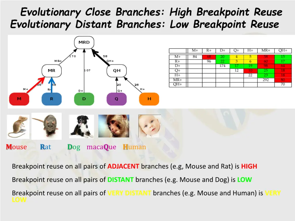 evolutionary close branches high breakpoint reuse