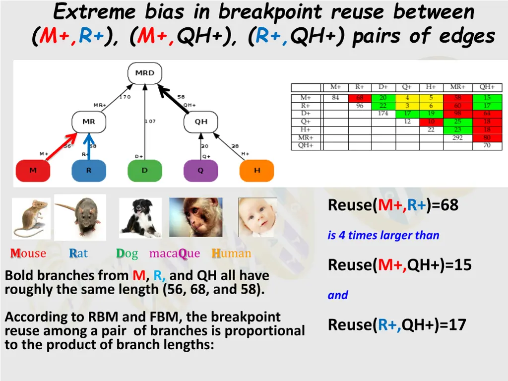 extreme bias in breakpoint reuse between