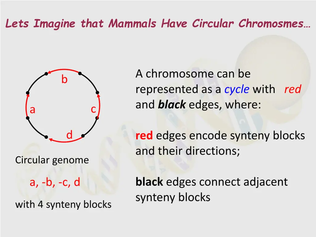 lets imagine that mammals have circular chromosmes