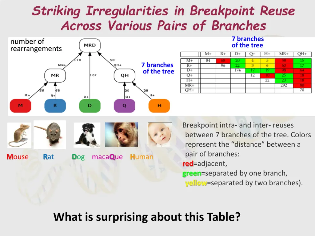 striking irregularities in breakpoint reuse