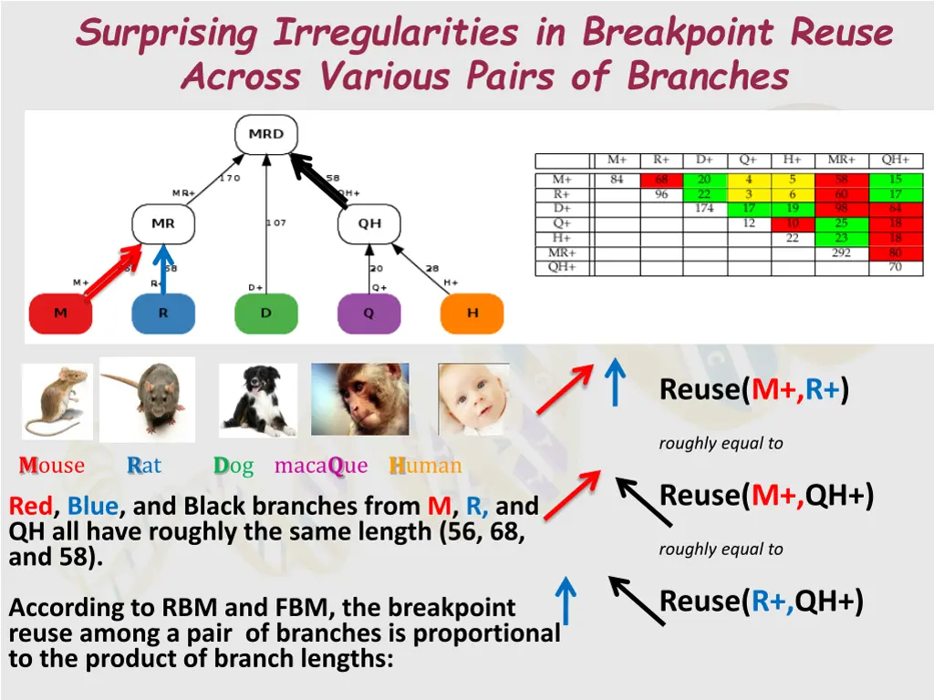 surprising irregularities in breakpoint reuse 1