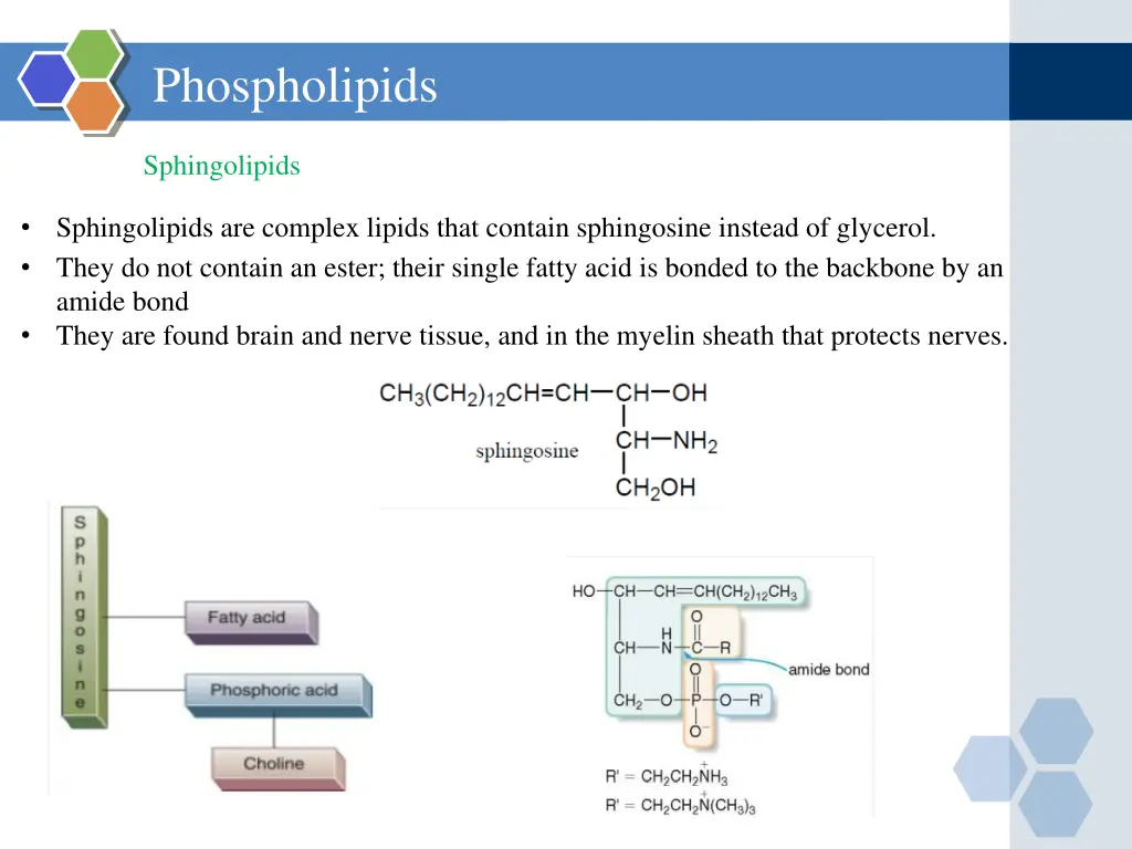 phospholipids 1