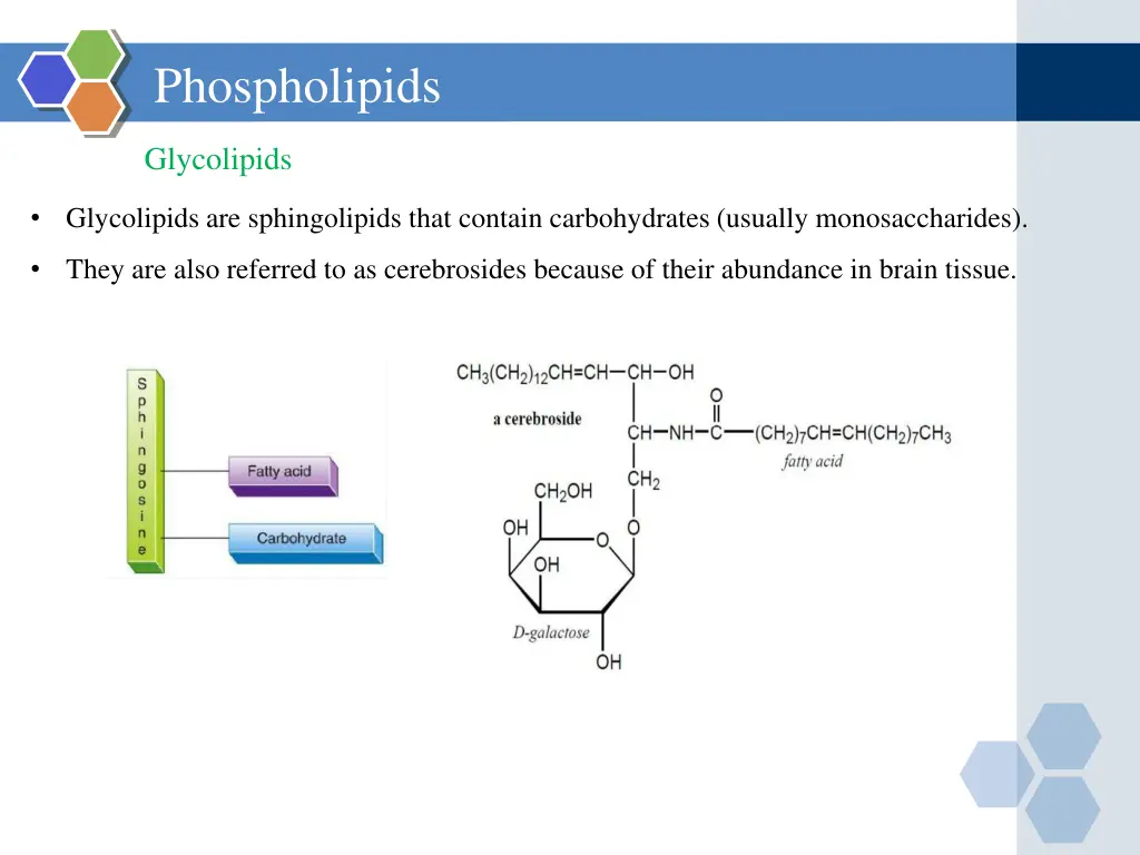 phospholipids 2