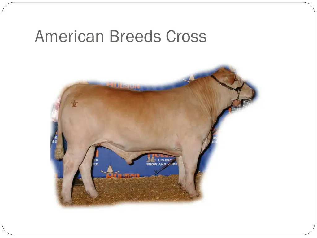 american breeds cross