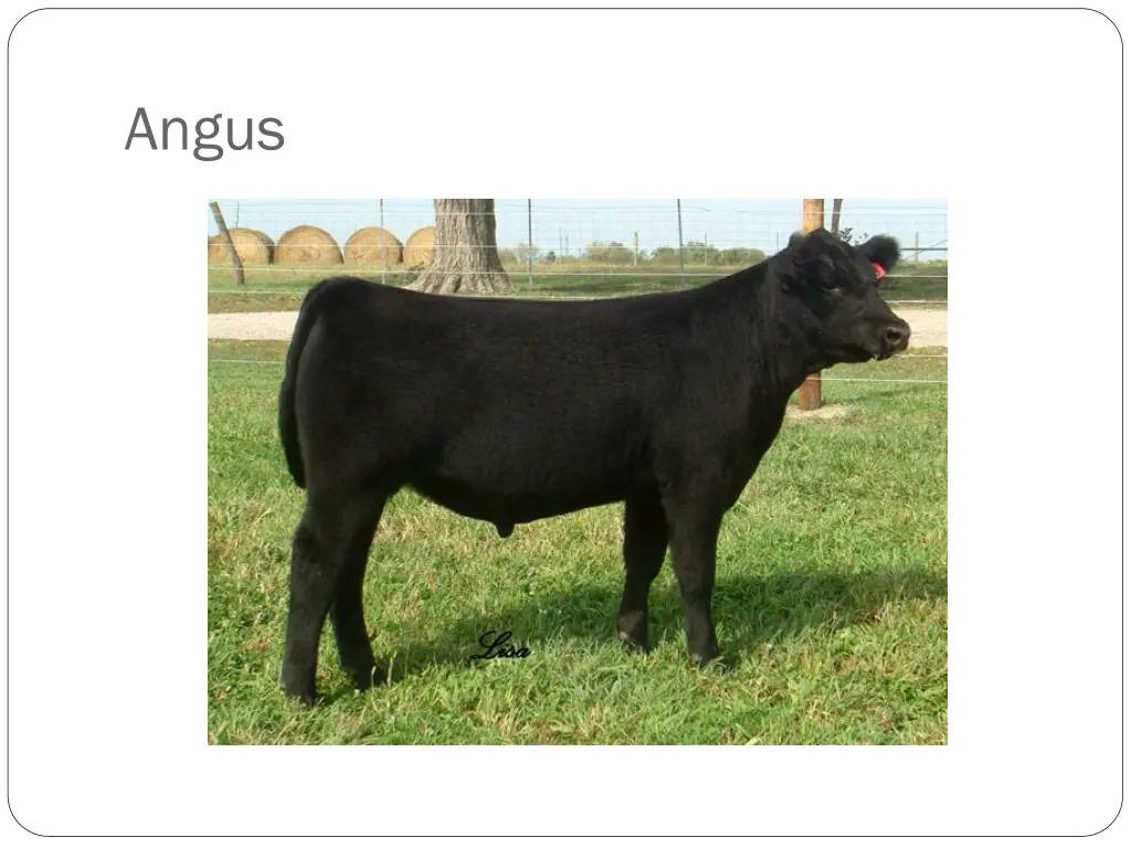 angus
