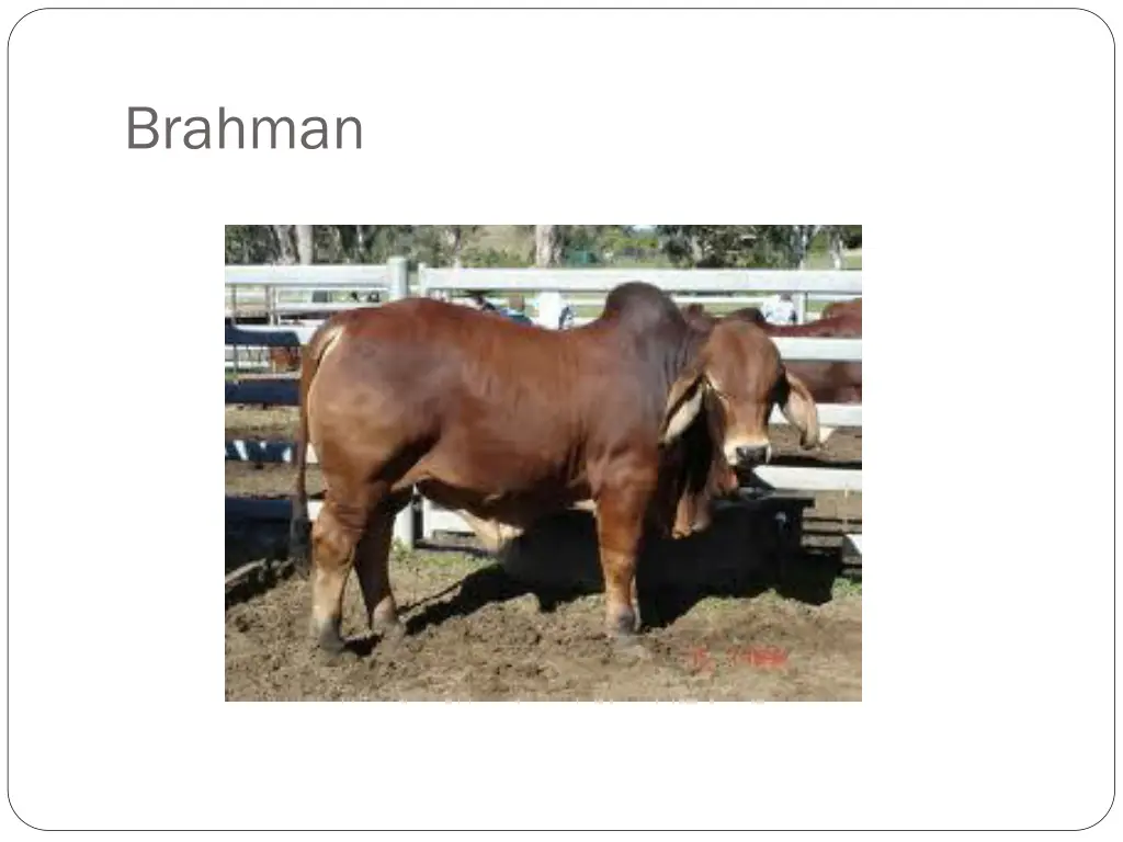 brahman