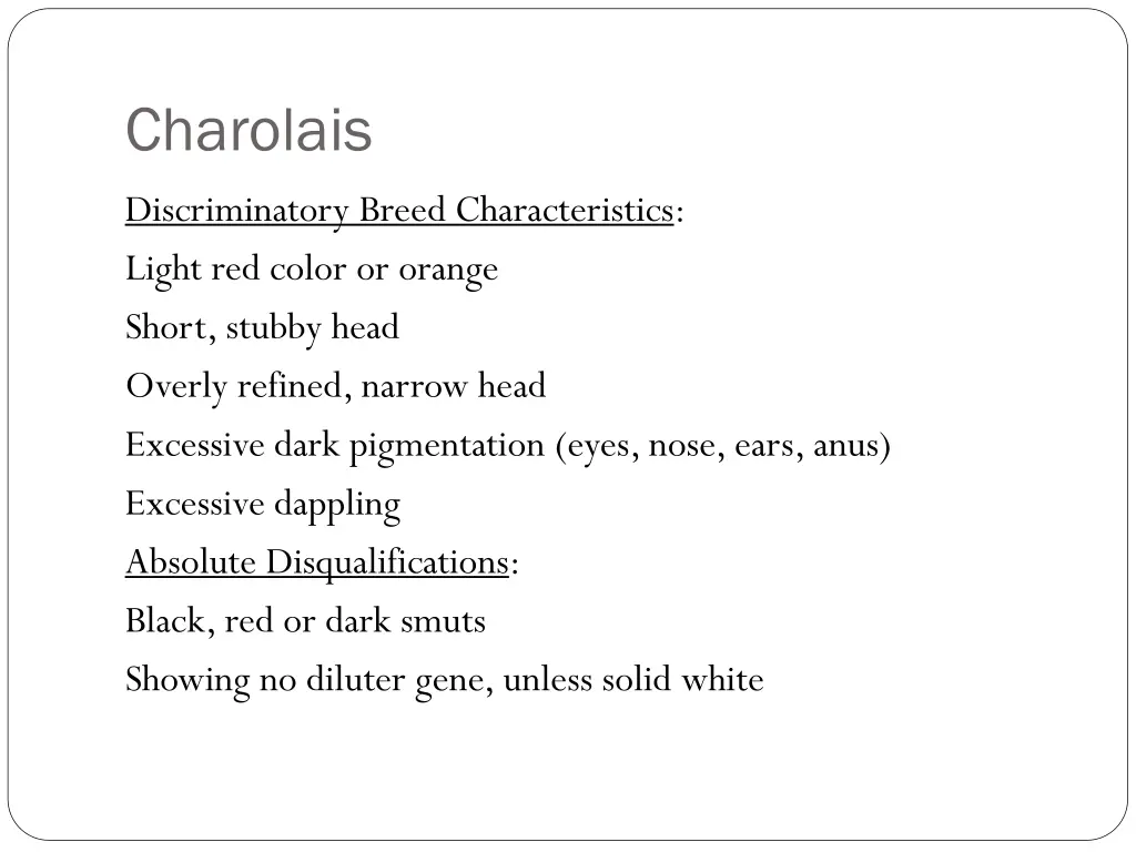 charolais 1