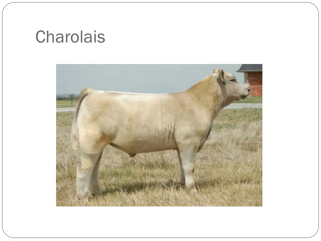 charolais