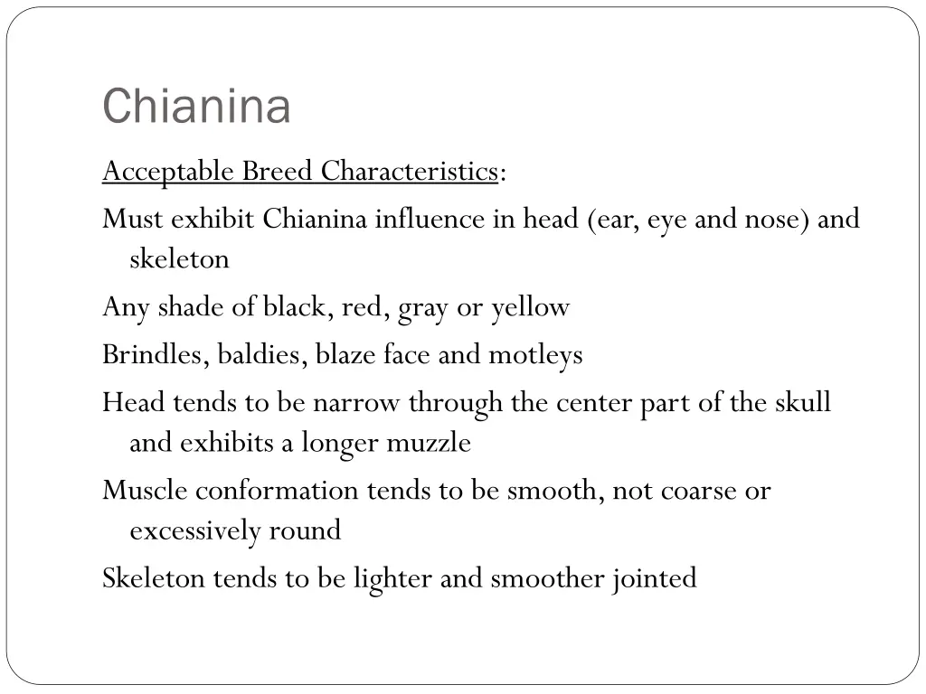 chianina 1
