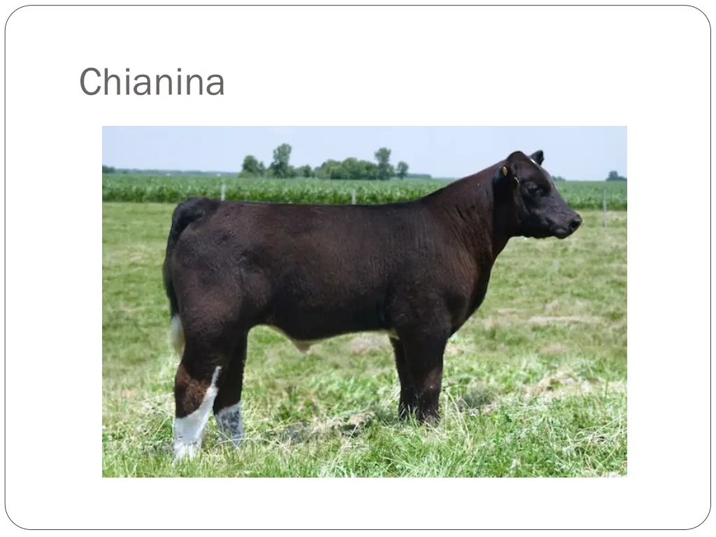 chianina