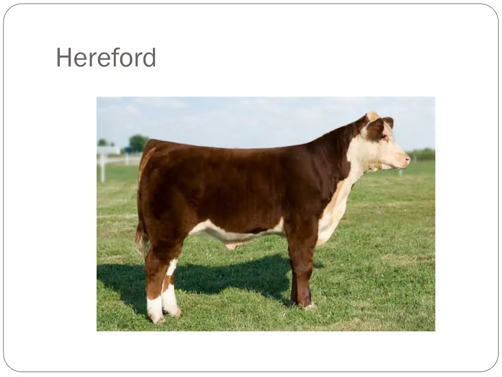 hereford